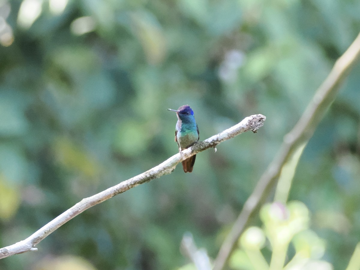 Golden-tailed Sapphire - ML644931672