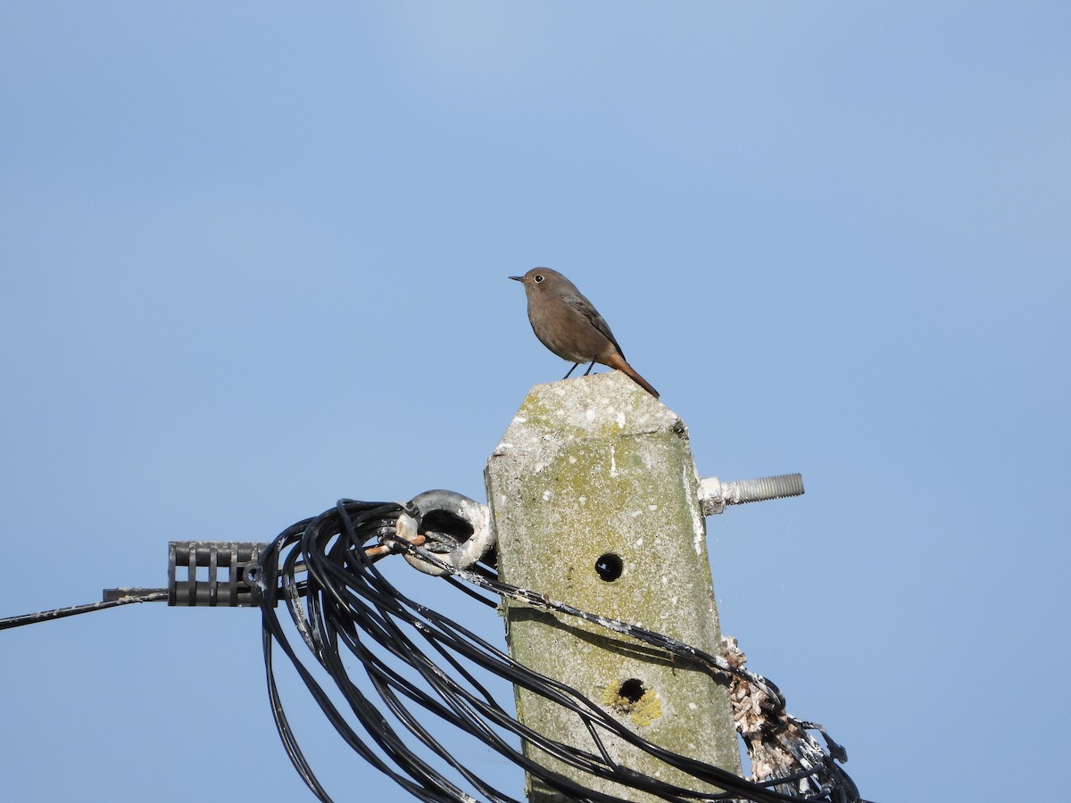 Black Redstart - ML644931697