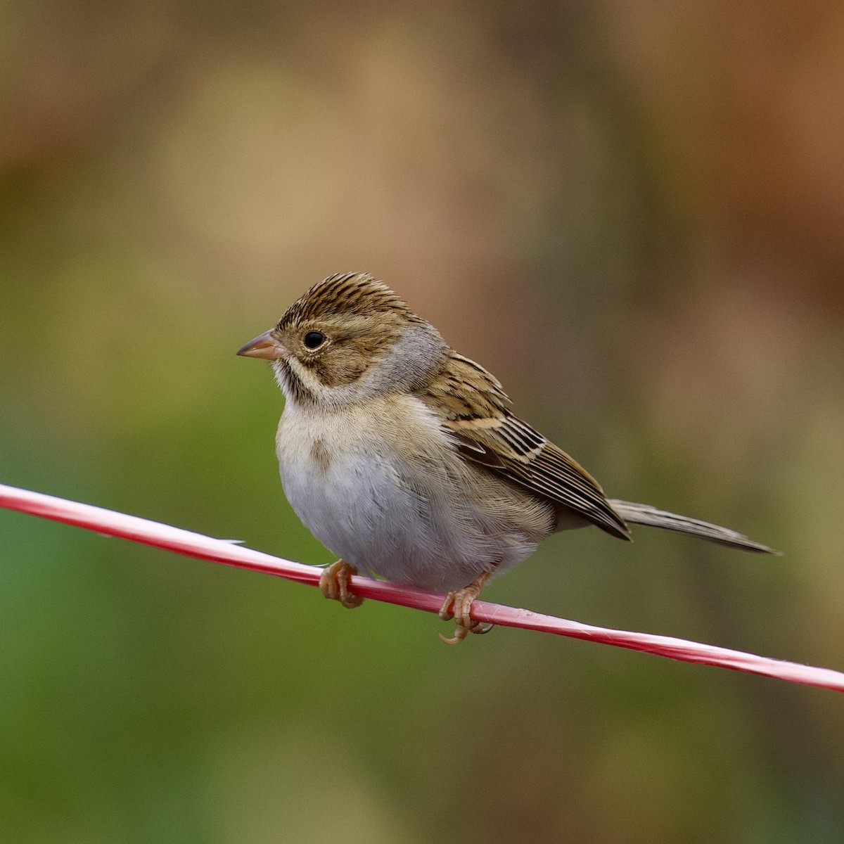 Clay-colored Sparrow - ML644931707