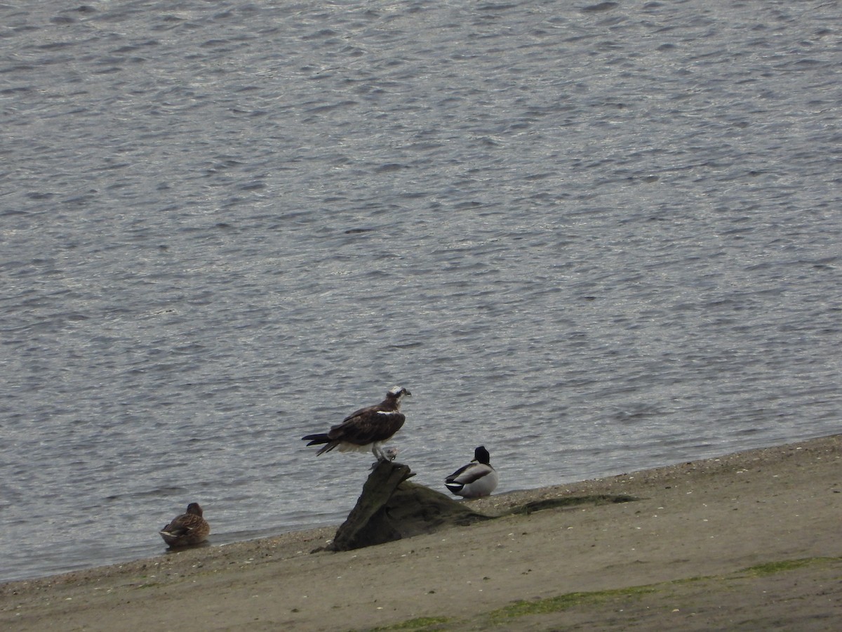 Osprey - ML644931740