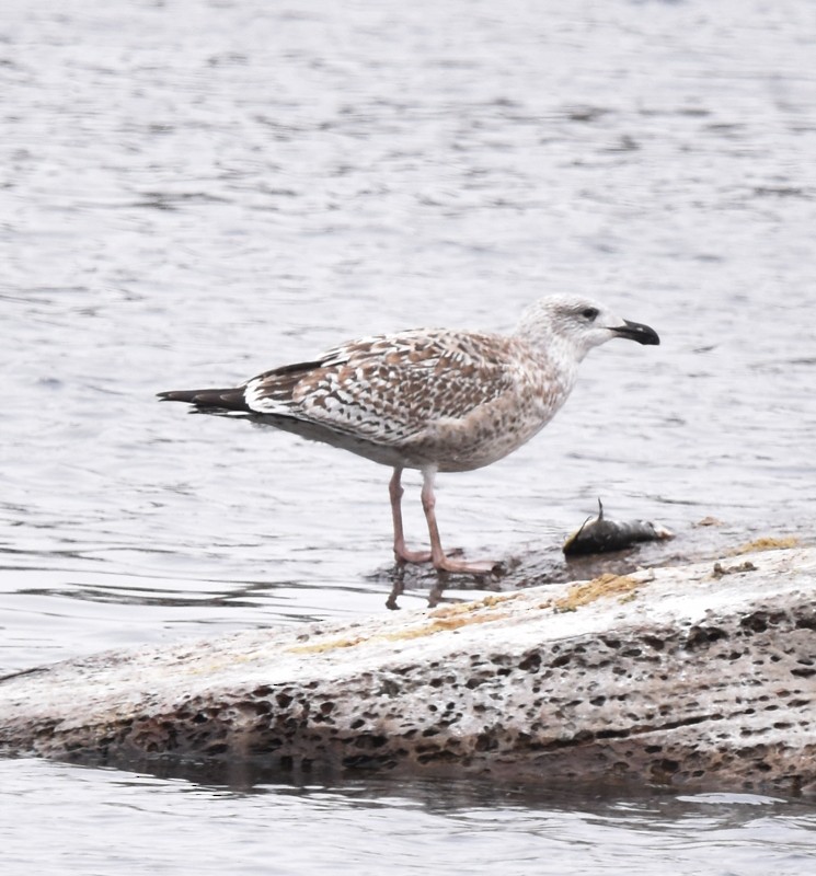 racek mořský - ML644931748