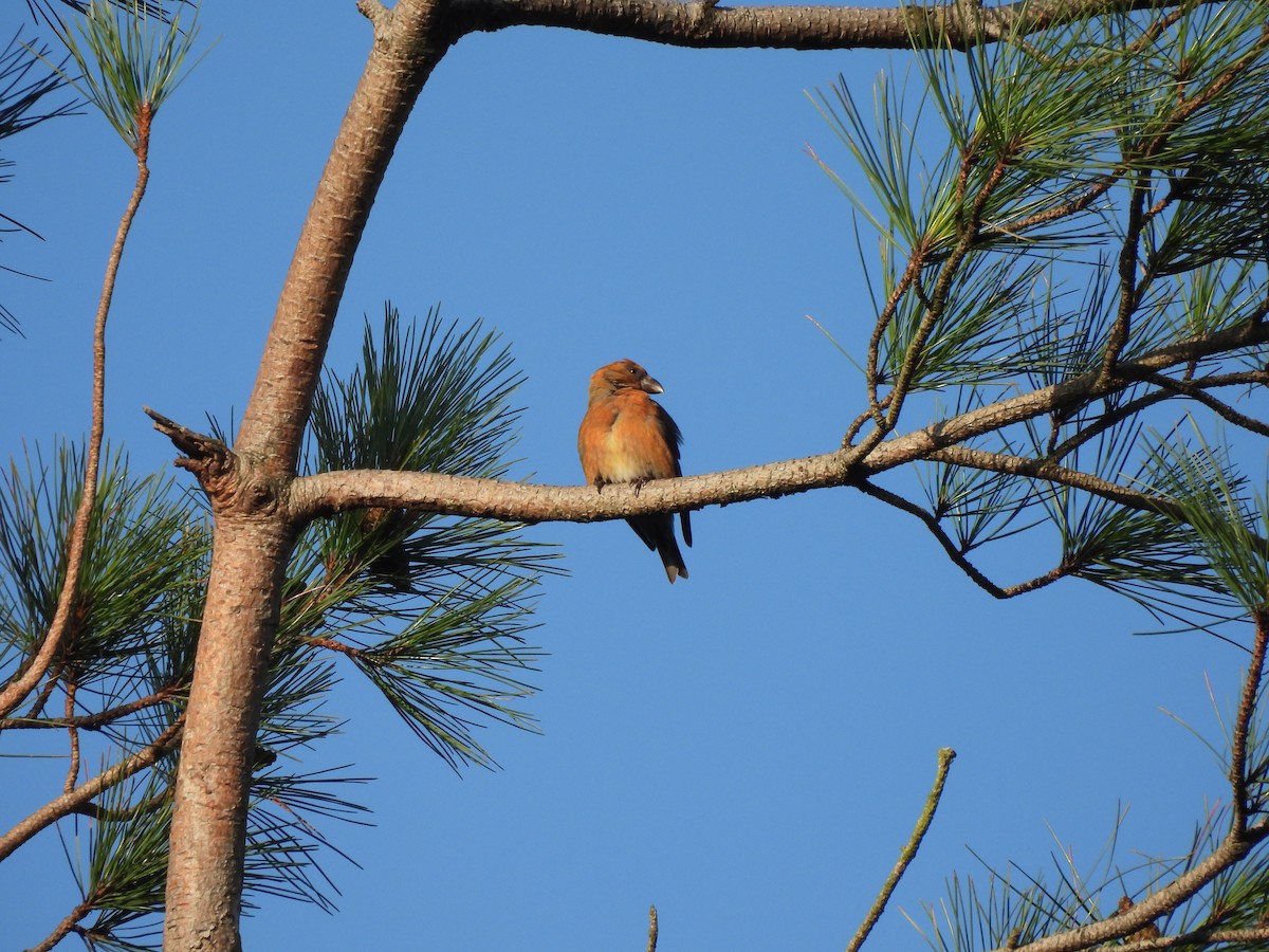 Red Crossbill - ML644931798