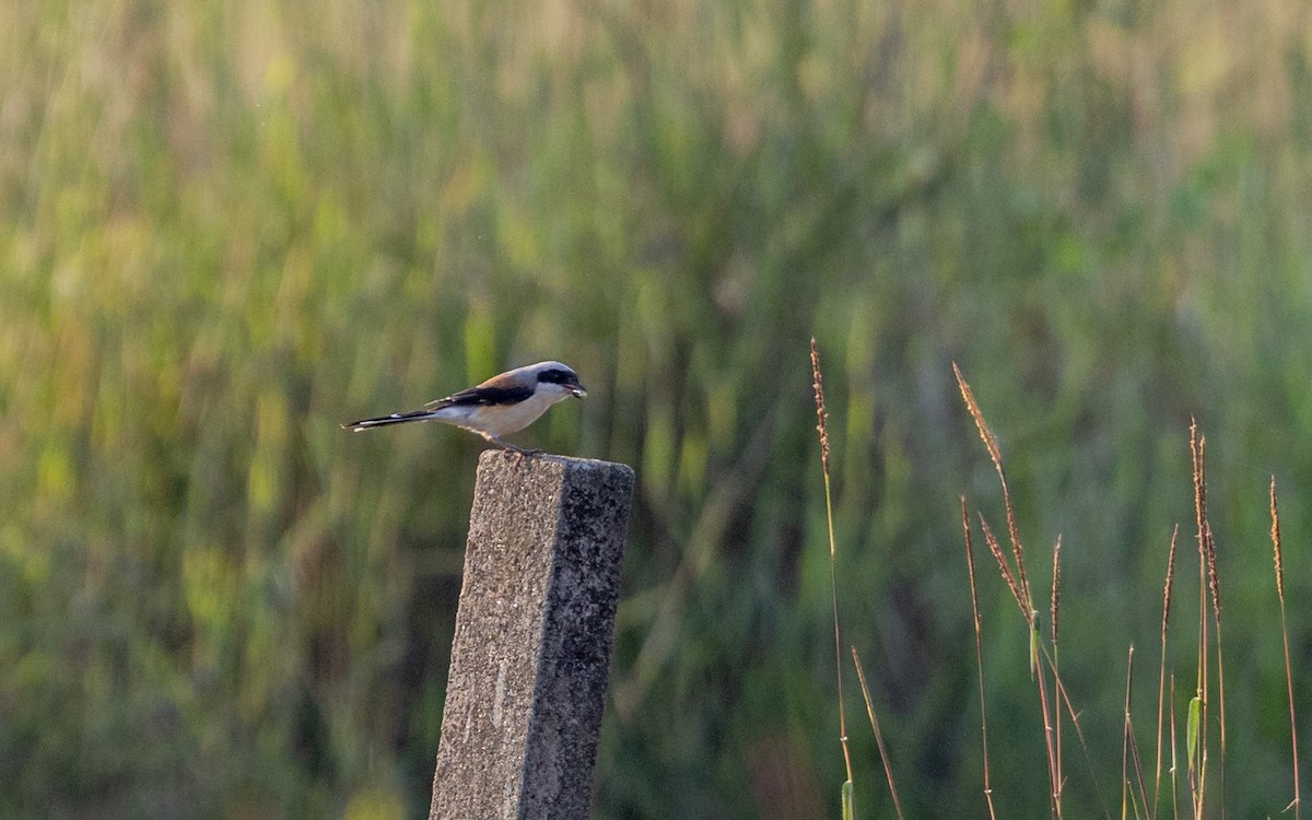 Bay-backed Shrike - ML644931805
