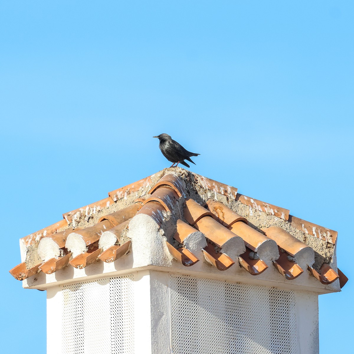 זרזיר שחור - ML644931806