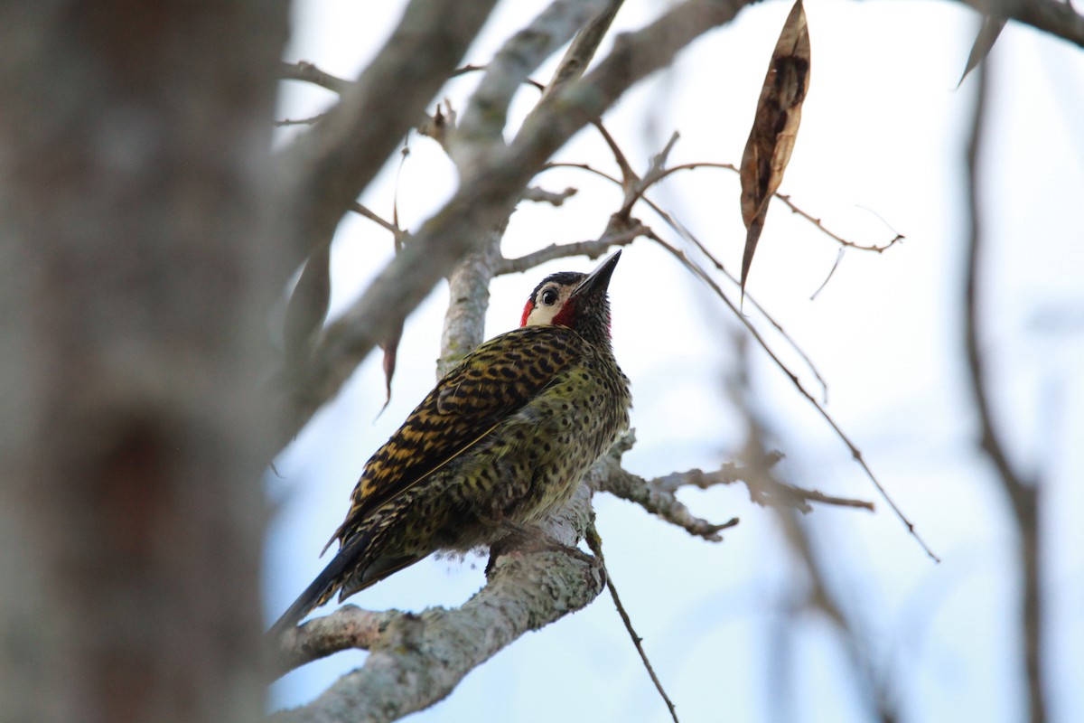 Декол плямистоволий - ML644931821