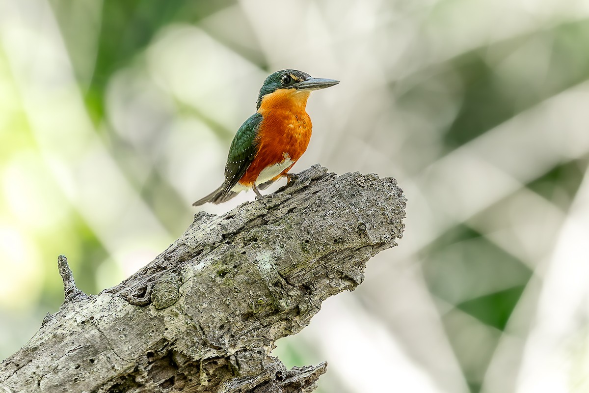 American Pygmy Kingfisher - ML644931825