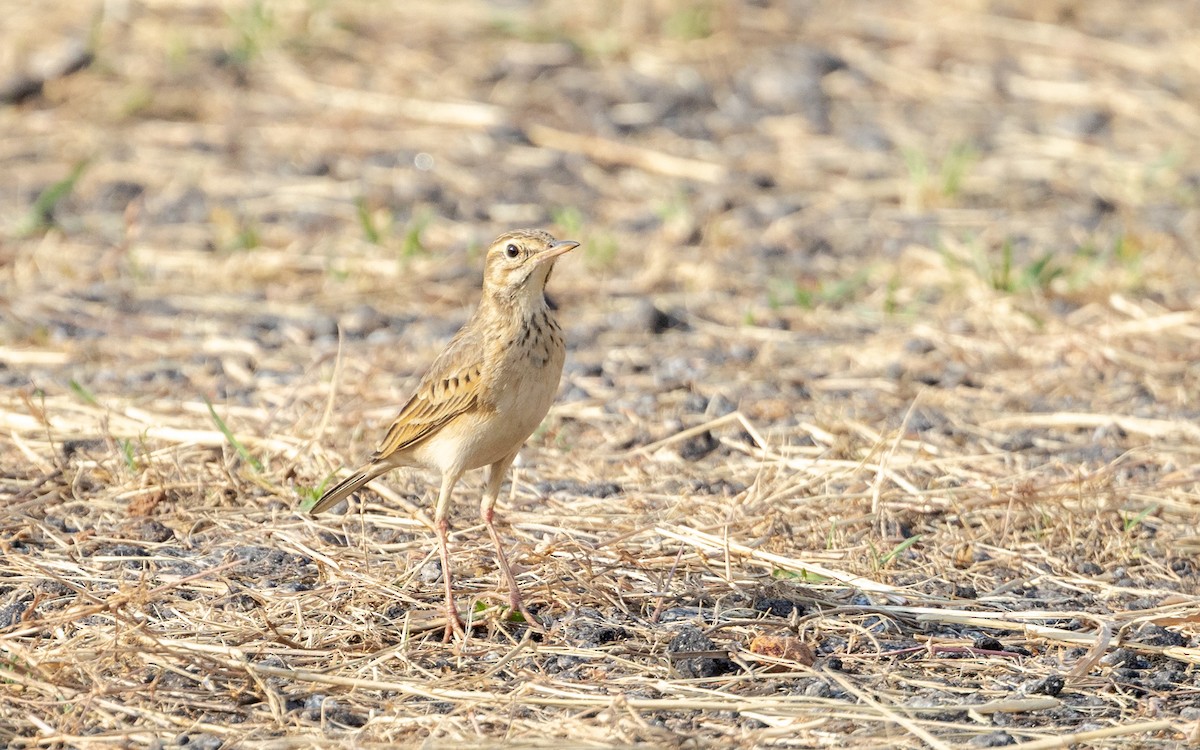 Bisbita de Richard - ML644931850