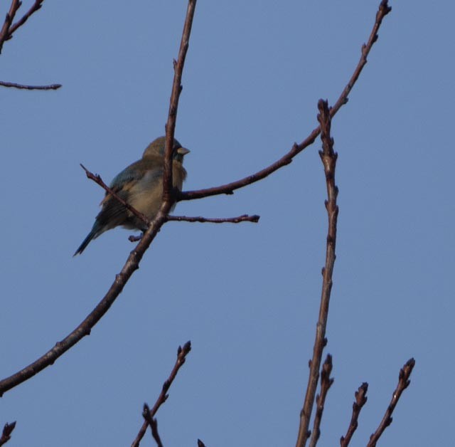 Lazuli Bunting - ML644931862
