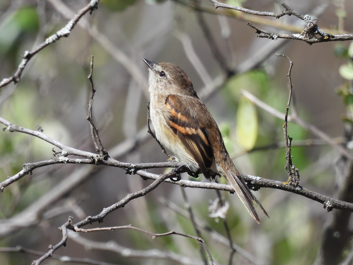 Mouse-gray Flycatcher - ML644931882