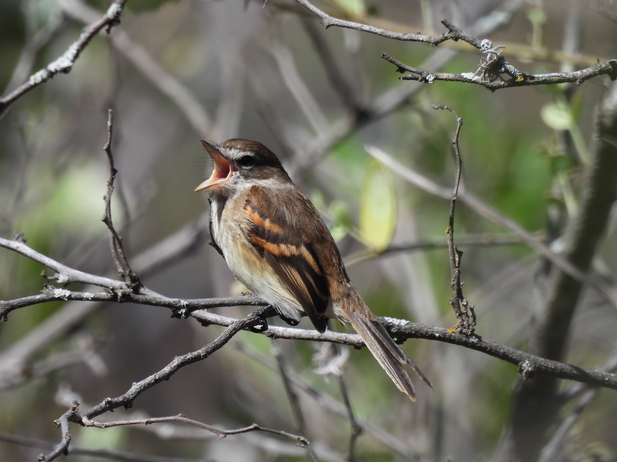 Mouse-gray Flycatcher - ML644931883