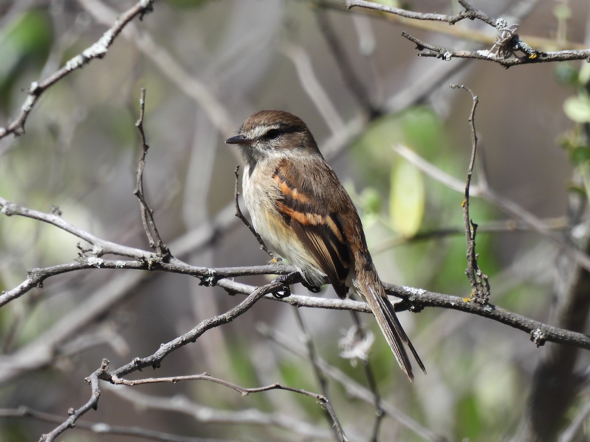 Mouse-gray Flycatcher - ML644931885