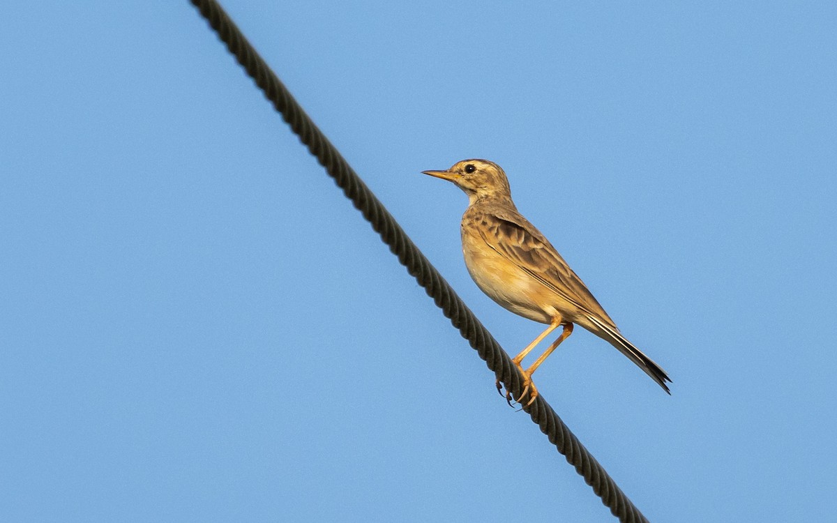 Bisbita de Richard - ML644931899