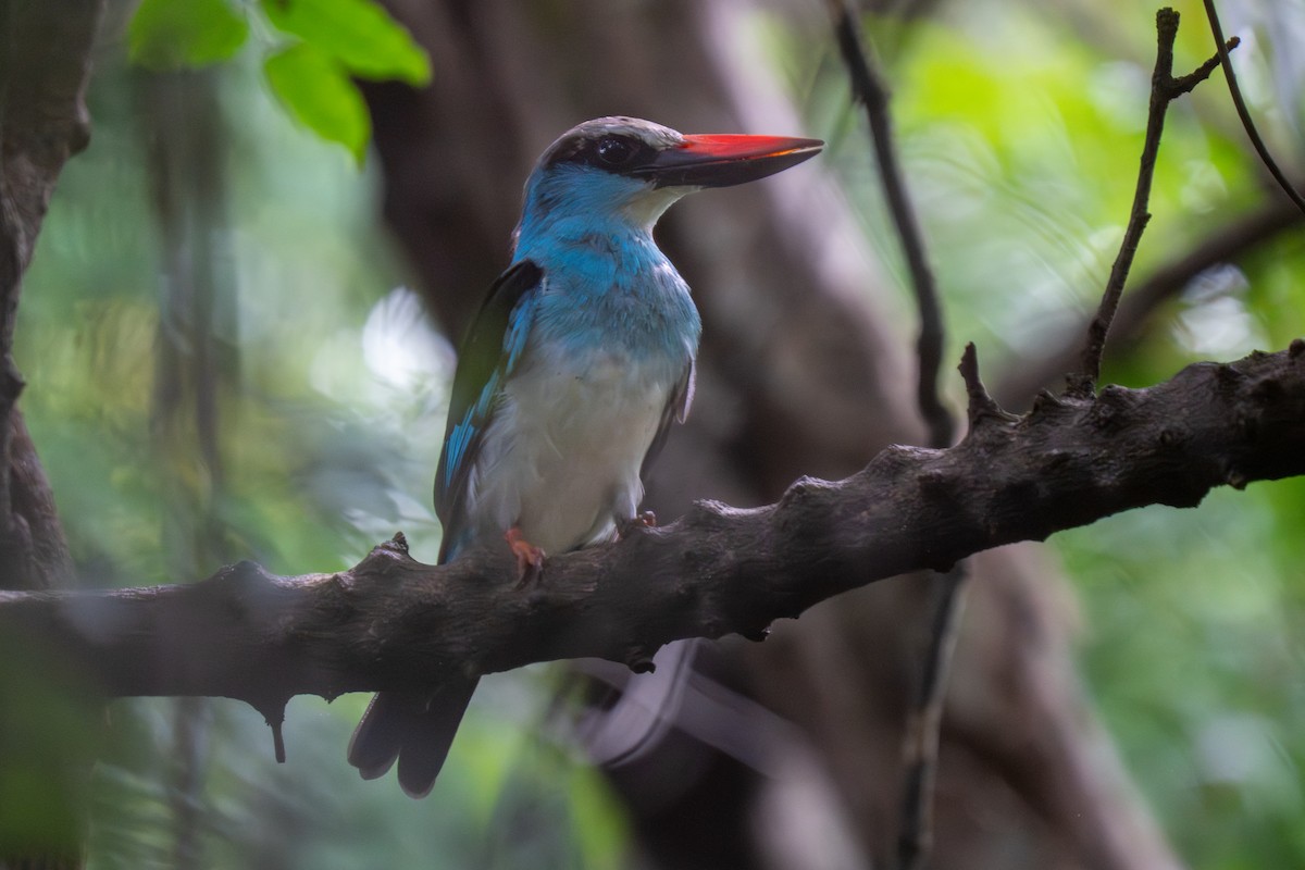 Blue-breasted Kingfisher - ML644931906