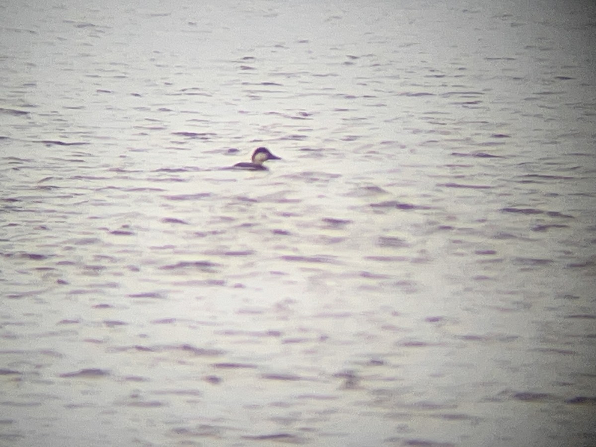 Black Scoter - ML644931925