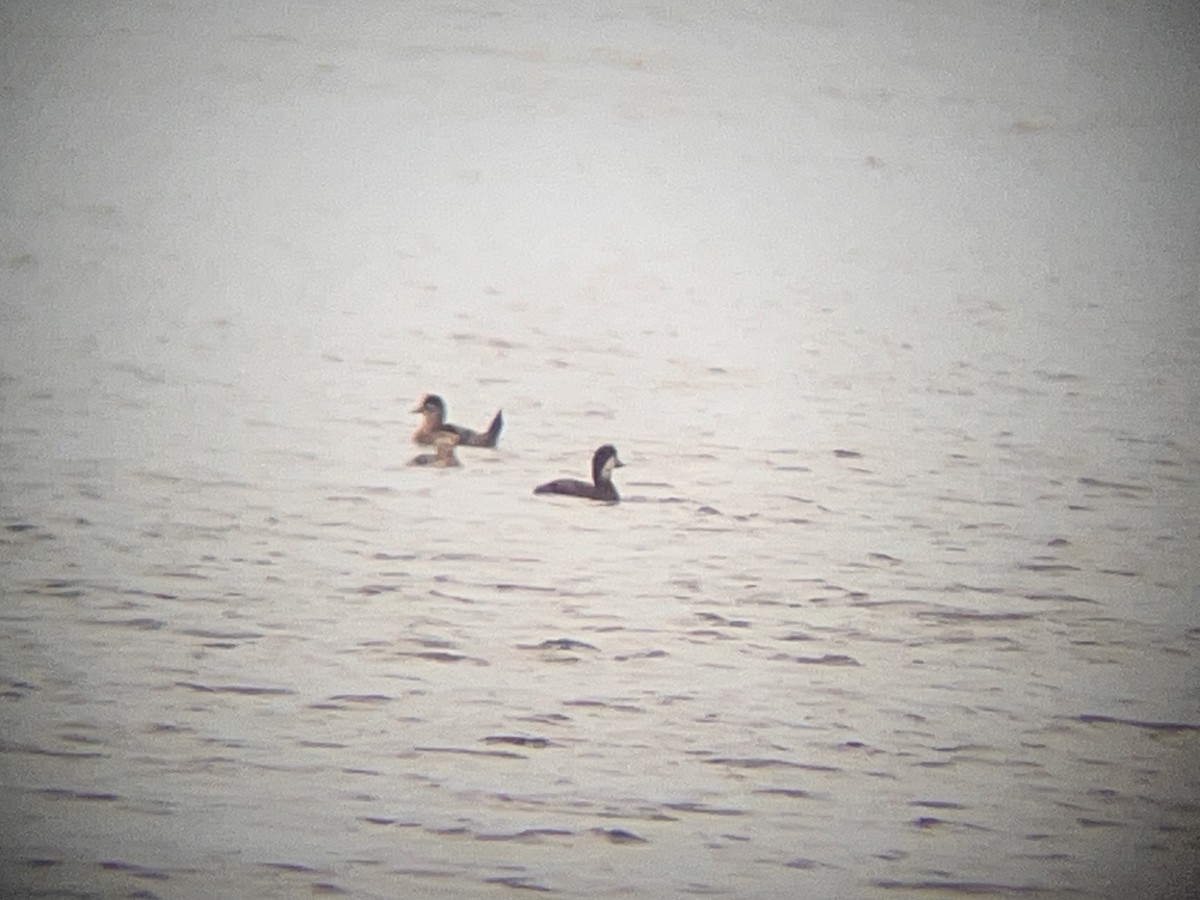 Black Scoter - ML644931927