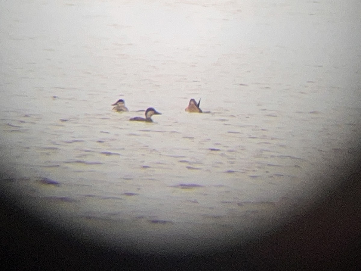 Black Scoter - ML644931929