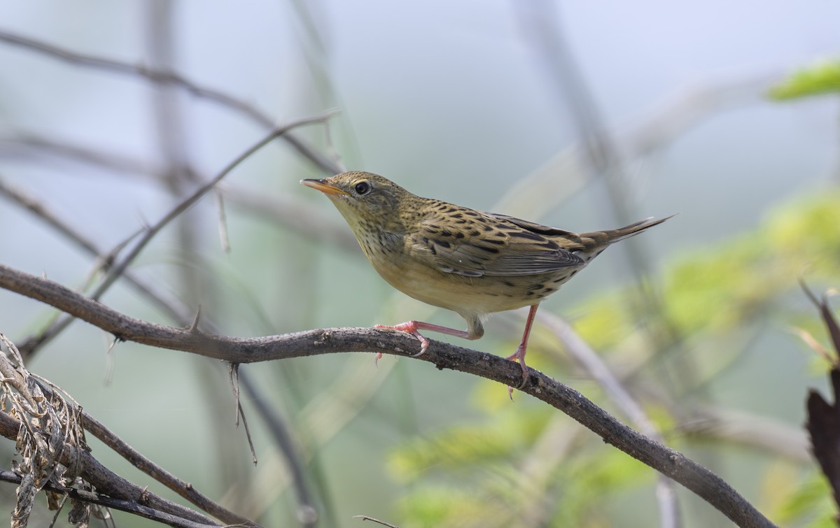 חרגולן מנומר - ML644931936