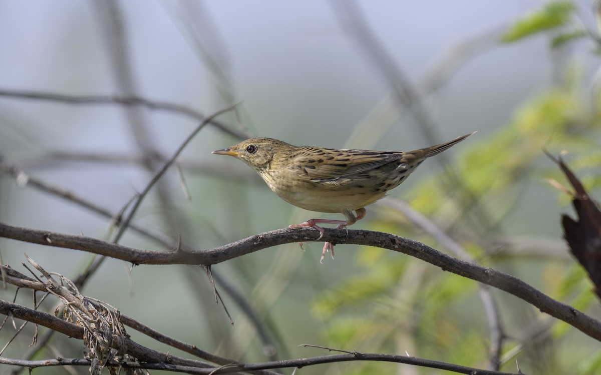 חרגולן מנומר - ML644931938