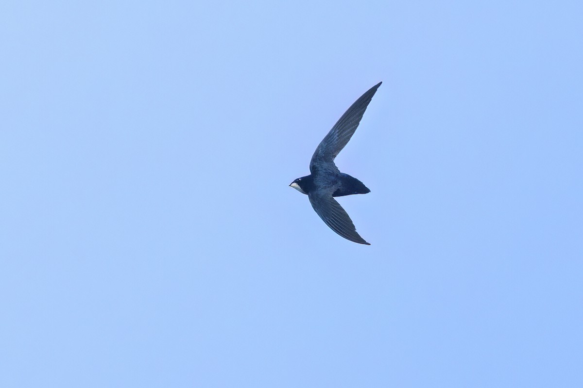 Philippine Spinetail - ML644931942