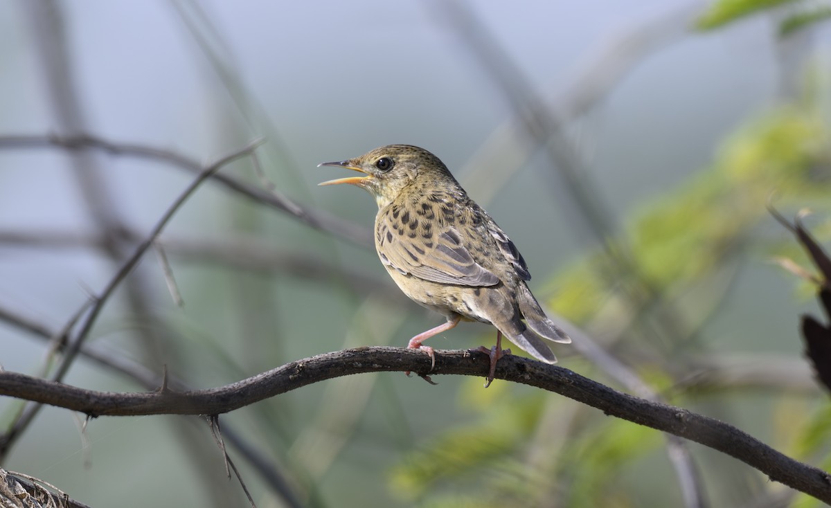 חרגולן מנומר - ML644931947