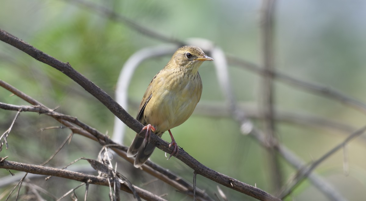 חרגולן מנומר - ML644931956