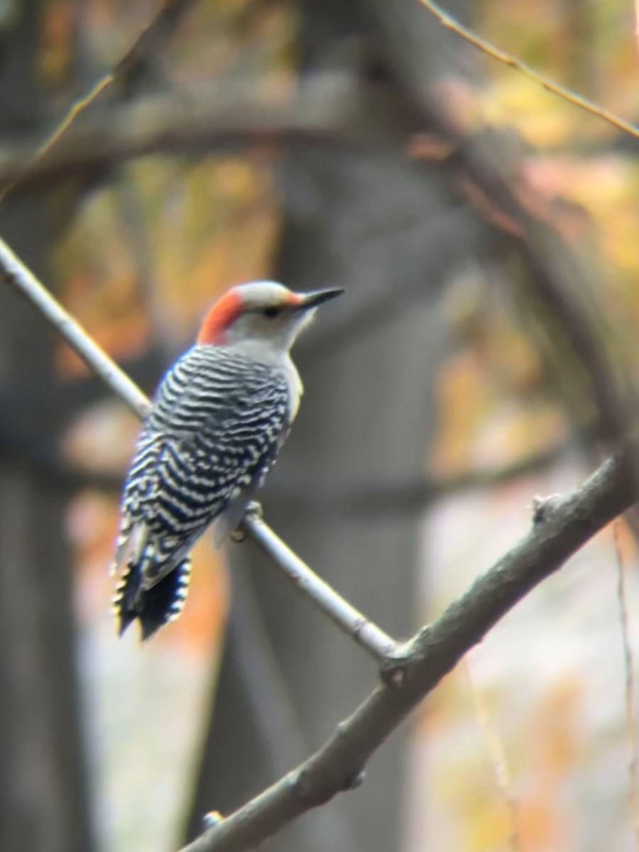 Red-bellied Woodpecker - ML644931980