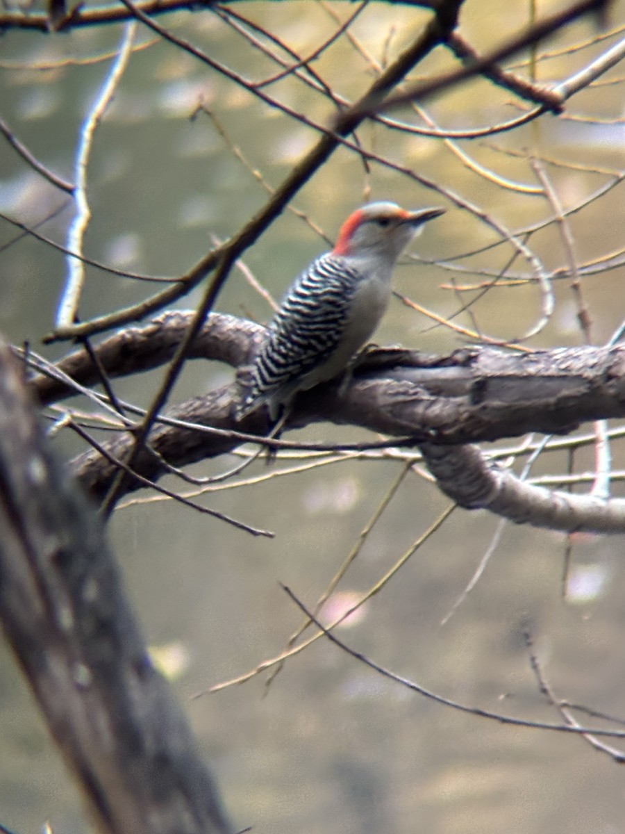 Red-bellied Woodpecker - ML644931981