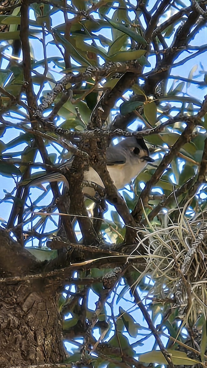 クロエボシガラ - ML644931982