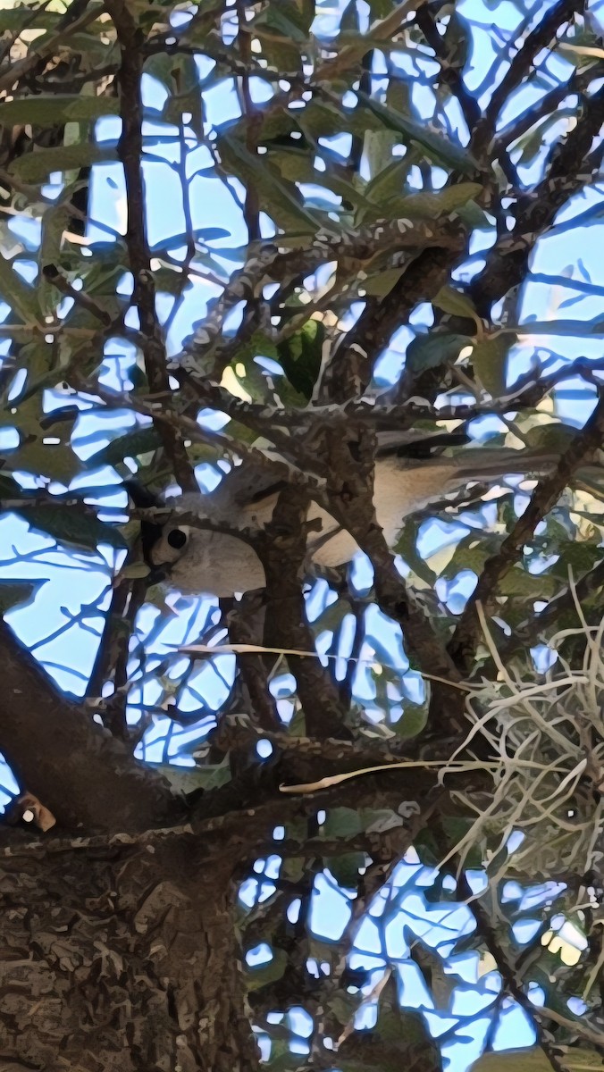 クロエボシガラ - ML644931983