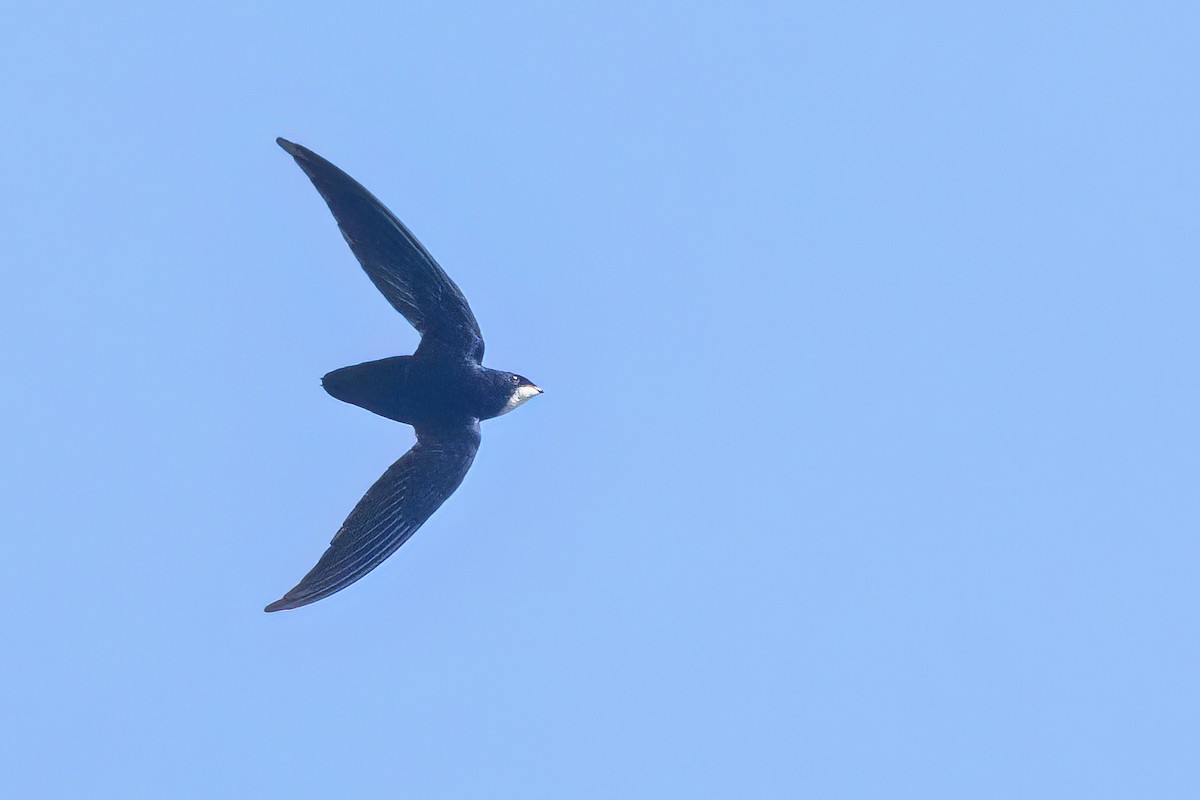 Philippine Spinetail - ML644931984