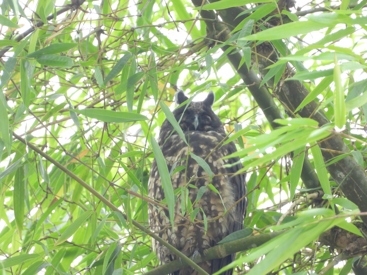 Stygian Owl - ML644931986