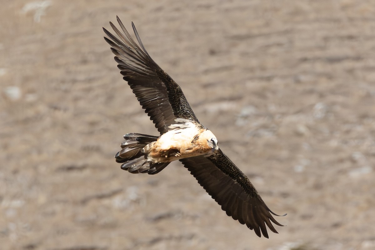 Bearded Vulture - ML644931990