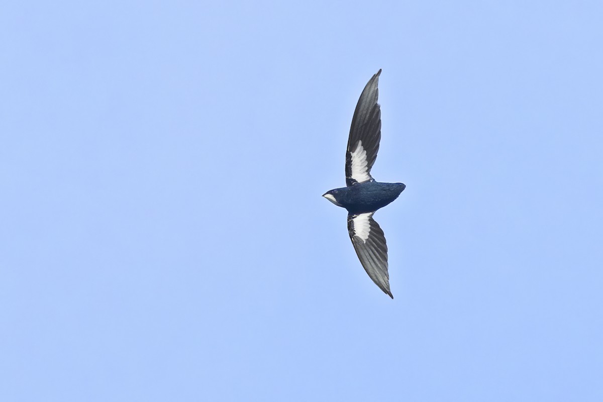 Philippine Spinetail - ML644931999