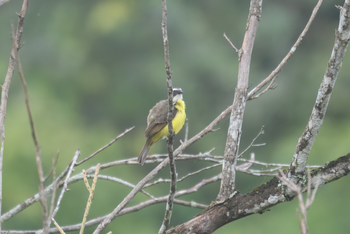 Tyran sociable (groupe similis) - ML644932010