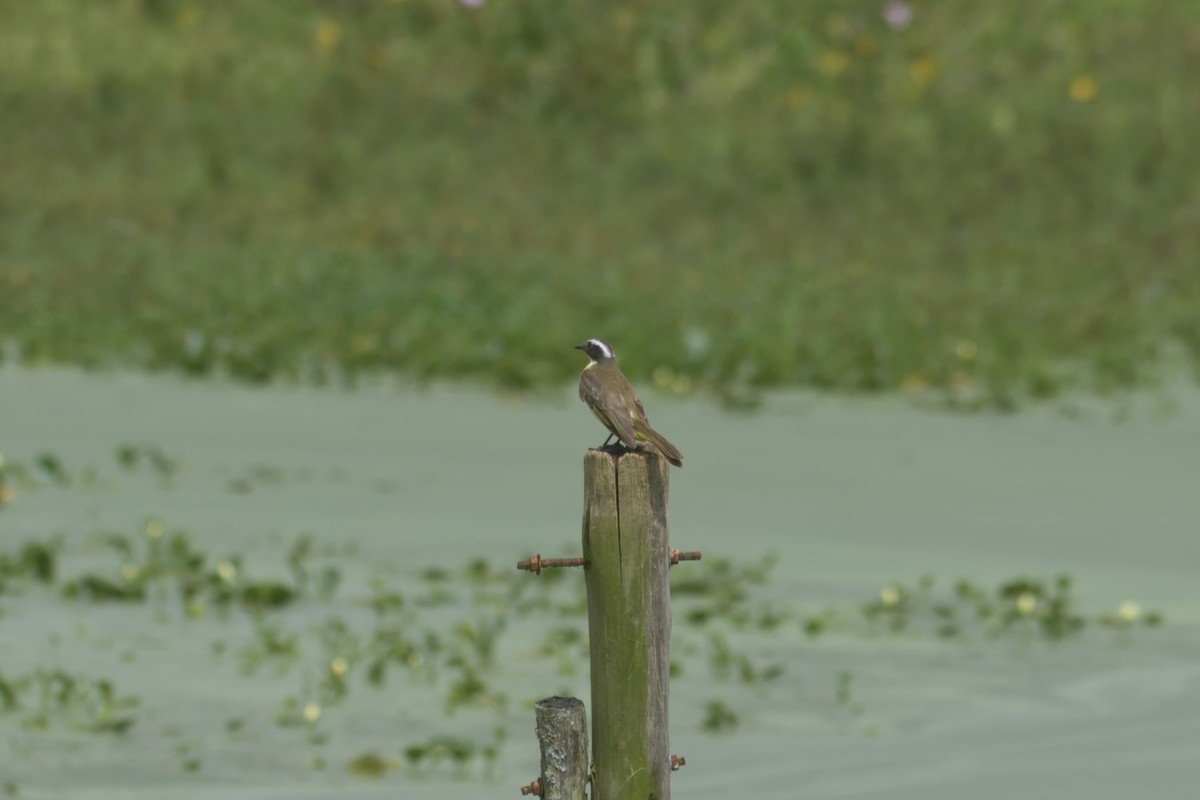 Tyran sociable (groupe similis) - ML644932011