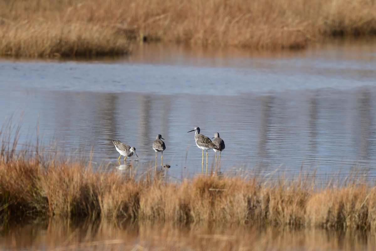 Greater Yellowlegs - ML644932041