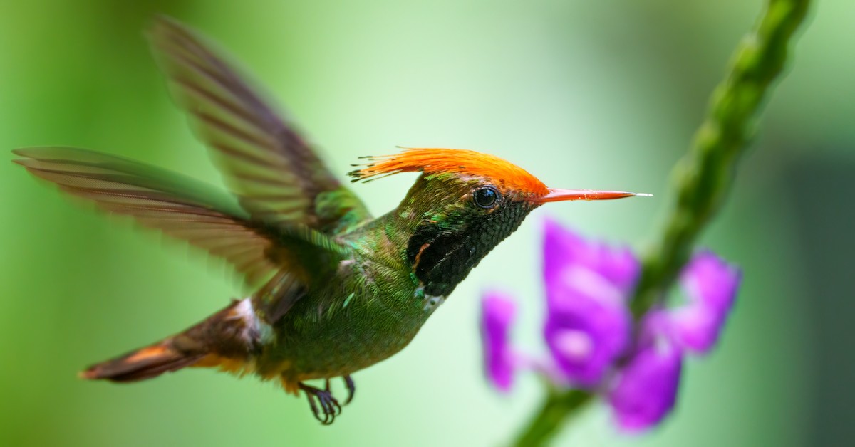 Rufous-crested Coquette - ML644932055