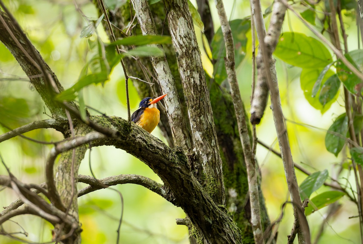 Martín Pigmeo de las Molucas (Molucas Norte) - ML644932059