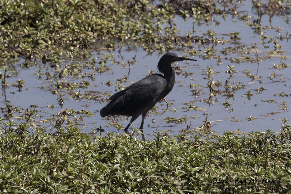Black Heron - ML644932090