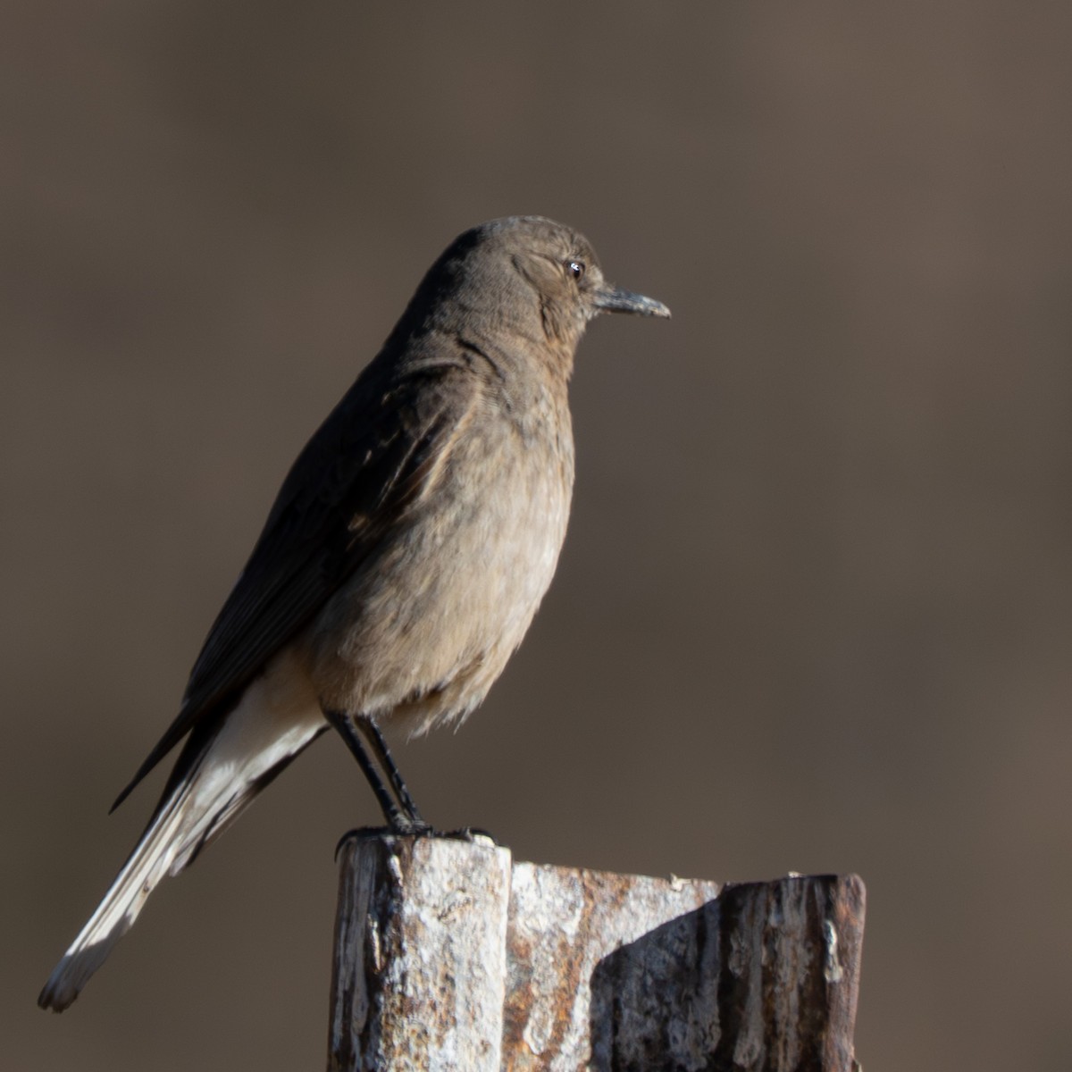 Black-billed Shrike-Tyrant - ML644932093