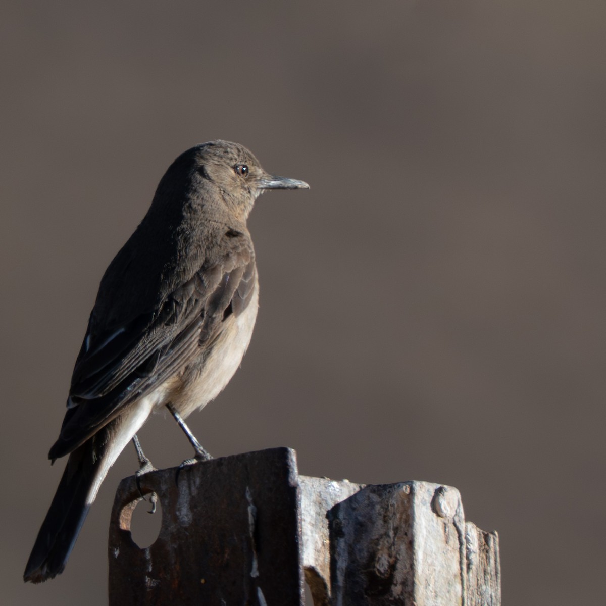 Black-billed Shrike-Tyrant - ML644932094