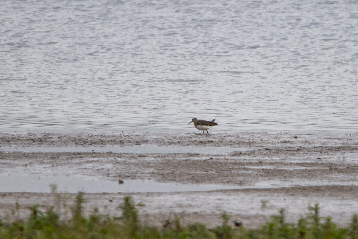 vodouš kropenatý - ML644932101