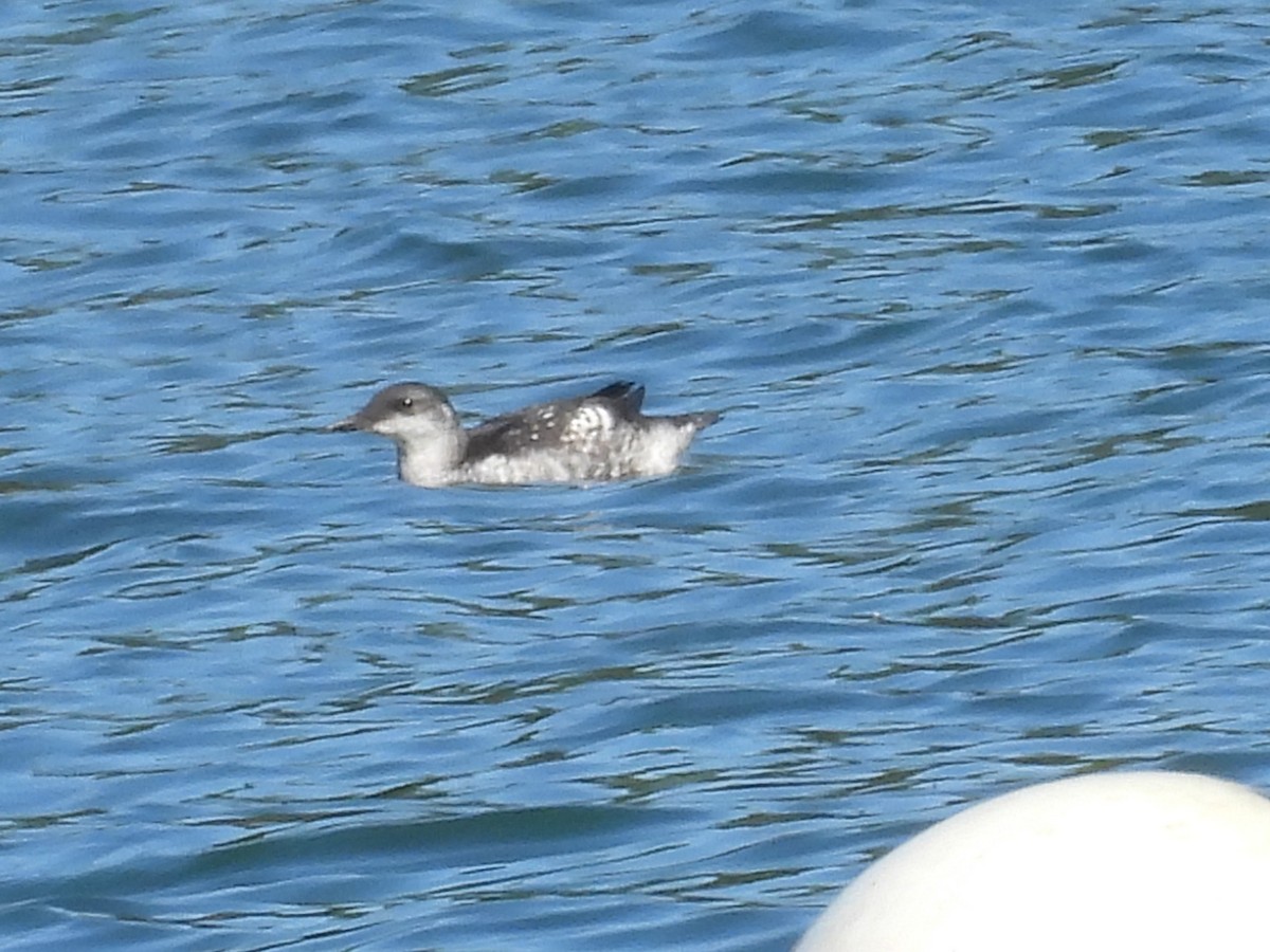 אוריה שחורה - ML644932104