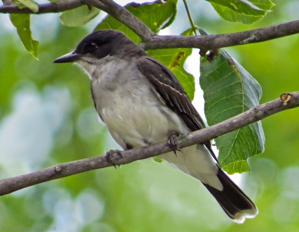 Tirano Oriental - ML644932108