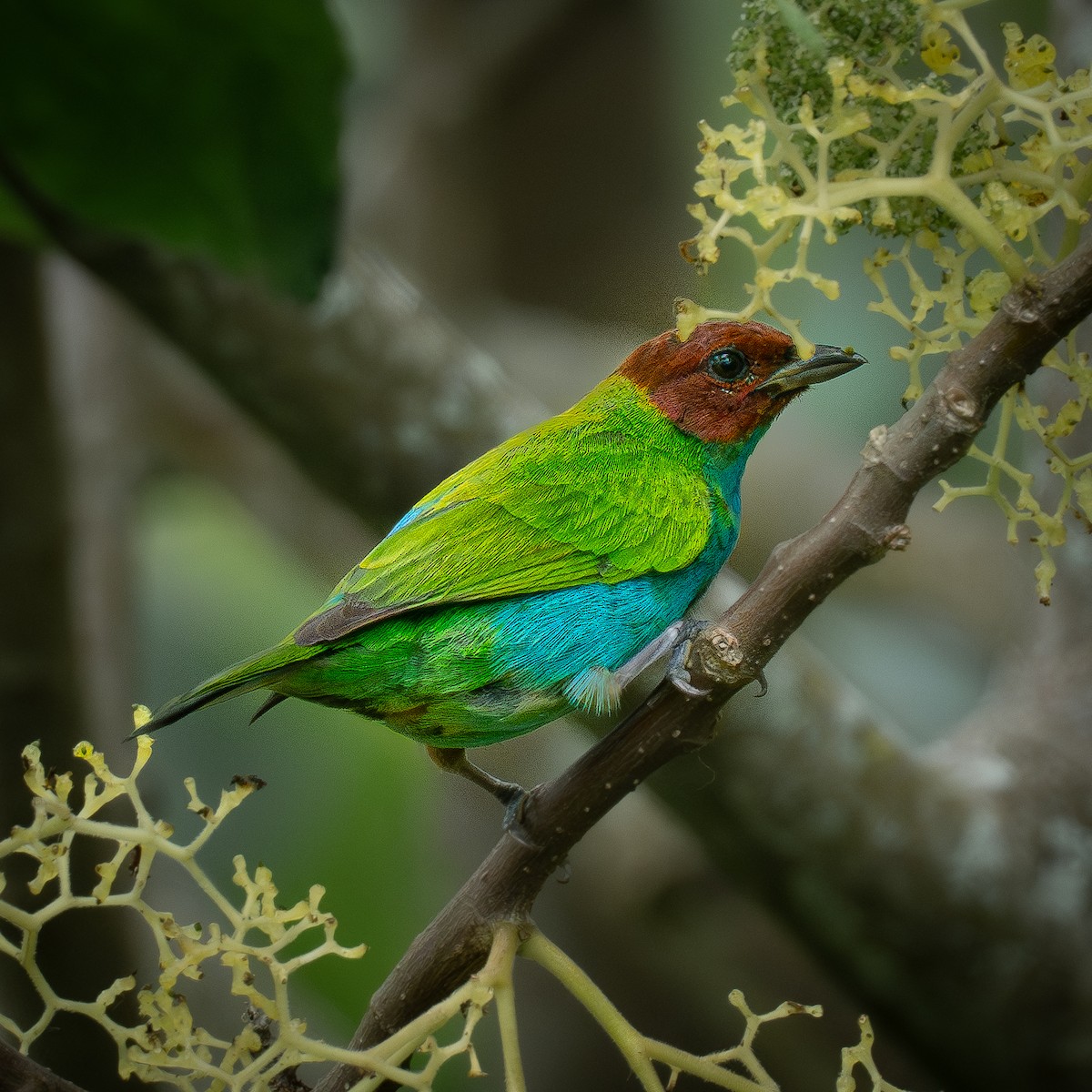 Рыжеголовая танагра - ML644932130