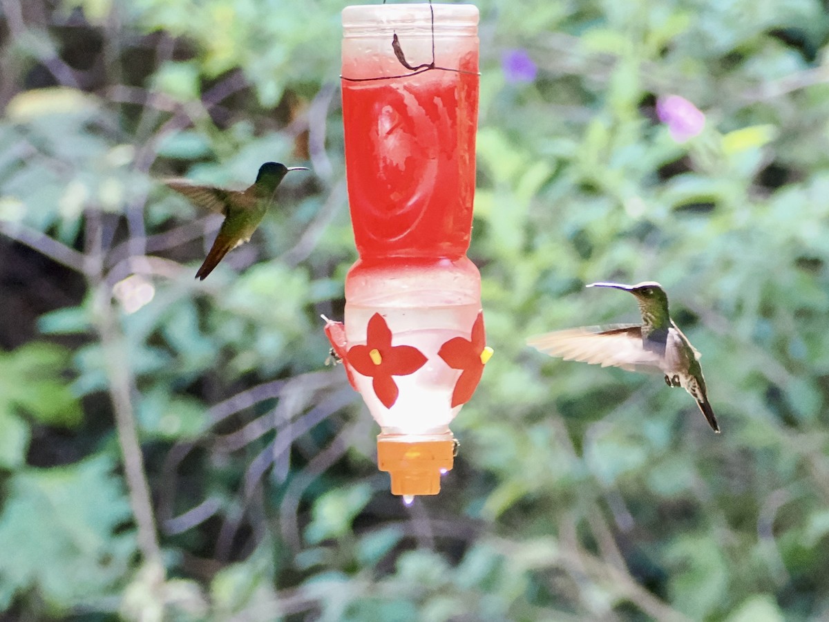 Tropfenkolibri - ML644932132