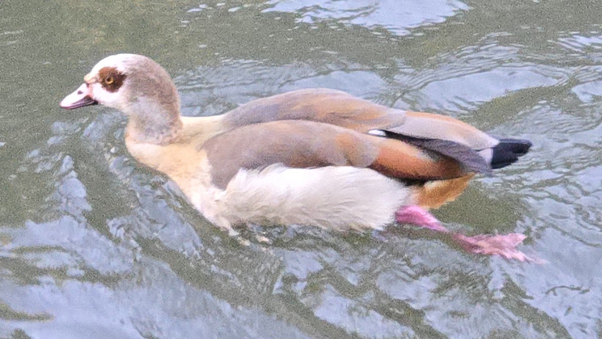 エジプトガン - ML644932142