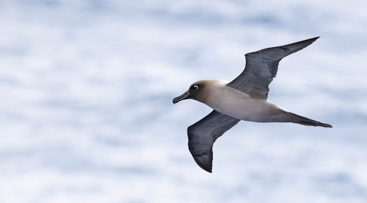 Albatros hauskara - ML644932147