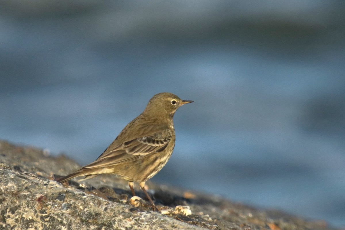 Bisbita Costero - ML644932201