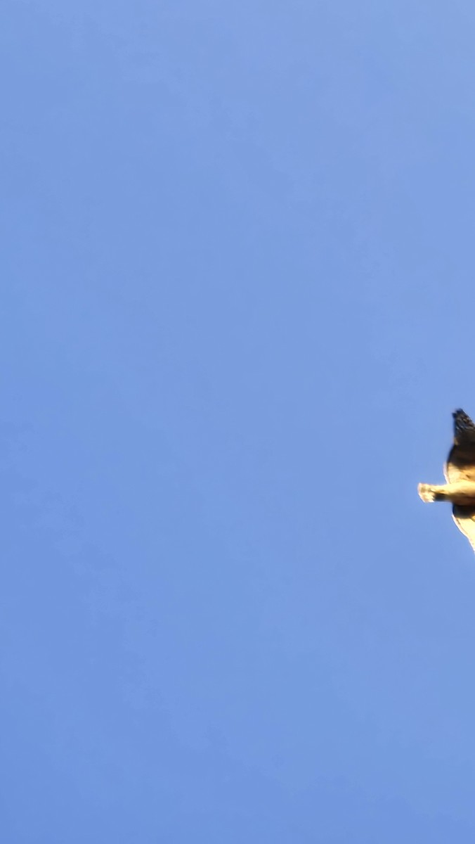 カタアカノスリ - ML644932211